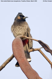 Red-vented Bulbul, Punakha, Bhutan, March 2008 - click for larger image