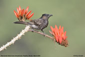 Red-vented Bulbul, Punakha, Bhutan, March 2008 - click for larger image