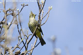 Striated Bulbul, Lingmethang Road, Mongar, Bhutan, March 2008 - click for larger image