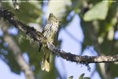 Striated Bulbul, Lingmethang Road, Mongar, Bhutan, March 2008 - click for larger image