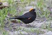 Male Gold-naped Finch, Kori La, Mongar, Bhutan, April 2008 - click for larger image