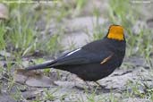 Male Gold-naped Finch, Kori La, Mongar, Bhutan, April 2008 - click for larger image