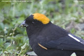 Male Gold-naped Finch, Kori La, Mongar, Bhutan, April 2008 - click for larger image