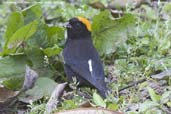 Male Gold-naped Finch, Kori La, Mongar, Bhutan, April 2008 - click for larger image