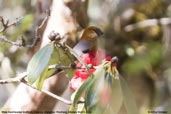 Male Red-headed Bullfinch, Pele La, Wangdue Phodrang, Bhutan, March 2008 - click for larger image