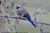 Female Red-headed Bullfinch, Pele La, Wangdue Phodrang, Bhutan, March 2008 - click for larger image