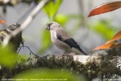 Brown Bullfinch, Lingmethang Road, Mongar, Bhutan, April 2008 - click for larger image