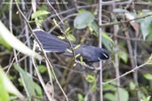 White-throated Fantail, Dochu La, Thimphu, Bhutan, March 2008 - click for larger image