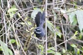 White-throated Fantail, Dochu La, Thimphu, Bhutan, March 2008 - click for larger image