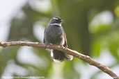 White-throated Fantail, Shemgang, Bhutan, April 2008 - click for larger image