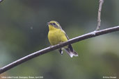 Yellow-bellied Fantail, Shemgang, Bhutan, April 2008 - click for larger image