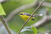 Yellow-bellied Fantail, Shemgang, Bhutan, April 2008 - click for larger image