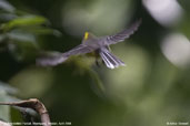 Yellow-bellied Fantail, Shemgang, Bhutan, April 2008 - click for larger image