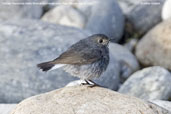 Female Plumbeous Water Redstart, Paro, Bhutan, March 2008 - click for larger image