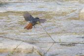 Male Plumbeous Water Redstart, Paro, Bhutan, March 2008 - click for larger image