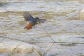 Male Plumbeous Water Redstart, Paro, Bhutan, March 2008 - click for larger image