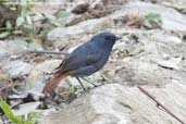 Male Plumbeous Water Redstart, Punakha, Bhutan, March 2008 - click for larger image