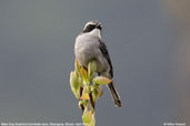 Male Grey Bushchat, Shemgang, Bhutan, March 2008 - click for larger image