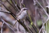 Female Grey Bushchat, Lingmethang Road, Mongar, Bhutan, April 2008 - click for larger image