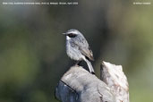 Male Grey Bushchat, Kori La, Mongar, Bhutan, April 2008 - click for larger image