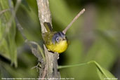 White-spectacled Warbler, Lingmethang Road, Mongar, Bhutan, April 2008 - click for larger image