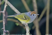 Chestnut-crowned Warbler, Mo Chu River, Punakha, Bhutan, March 2008 - click for larger image