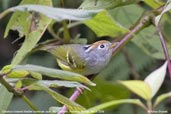 Chestnut-crowned Warbler, Mo Chu River, Punakha, Bhutan, March 2008 - click for larger image