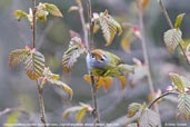 Chestnut-crowned Warbler, Lingmethang Road, Mongar, Bhutan, April 2008 - click for larger image