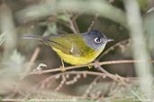 Grey-cheeked Warbler, Lingmethang Road, Mongar, Bhutan, April 2008 - click for larger image