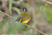 Grey-cheeked Warbler, Lingmethang Road, Mongar, Bhutan, April 2008 - click for larger image