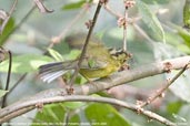 White-spectacled Warbler, Mo Chu River, Punakha, Bhutan, March 2008 - click for larger image