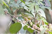 White-spectacled Warbler, Mo Chu River, Punakha, Bhutan, March 2008 - click for larger image