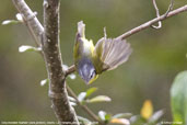 Grey-hooded Warbler, Dochu La, Thimphu, Bhutan, March 2008 - click for larger image