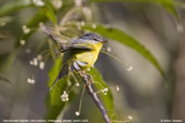 Grey-hooded Warbler, Shemgang, Bhutan, March 2008 - click for larger image