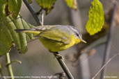 Grey-hooded Warbler, Shemgang, Bhutan, March 2008 - click for larger image