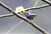 Chestnut-bellied Nuthatch, Deothang, Samdrup Jongkhar, Bhutan, April 2008 - click for larger image