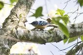 Beatiful Nuthatch, Shemgang, Bhutan, April 2008 - click for larger image
