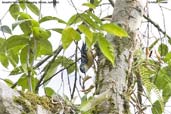 Beatiful Nuthatch, Shemgang, Bhutan, April 2008 - click for larger image