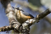 White-tailed Nuthatch, Pele La, Wangdue Phodrang, Bhutan, March 2008 - click for larger image