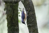 White-tailed Nuthatch, Lingmethang Road, Mongar, Bhutan, April 2008 - click for larger image