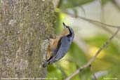 White-tailed Nuthatch, Lingmethang Road, Mongar, Bhutan, April 2008 - click for larger image