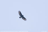 Crested Serpent-Eagle, Mo Chu River, Punakha, Bhutan, March 2008 - click for larger image