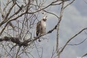 Mountain Hawk-Eagle, Deothang, Samdrup Jongkhar, Bhutan, April 2008 - click for larger image