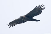 Mountain Hawk-Eagle, Deothang, Samdrup Jongkhar, Bhutan, April 2008 - click for larger image