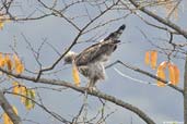 Hawk-Eagle, Deothang, Samdrup Jongkhar, Bhutan, April 2008 - click for larger image