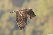 Mountain Hawk-Eagle, Deothang, Samdrup Jongkhar, Bhutan, April 2008 - click for larger image