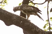 Juvenile Mountain Hawk-Eagle, Deothang, Samdrup Jongkhar, Bhutan, April 2008 - click for larger image