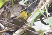 Golden Babbler, Mo Chu River, Punakha, Bhutan, March 2008 - click for larger image