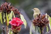 Rufous-capped Babbler, Dochu La, Thimphu, Bhutan, March 2008 - click for larger image