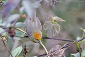 Rufous-capped Babbler, Pele La, Wangdue Phodrang, Bhutan, March 2008 - click for larger image